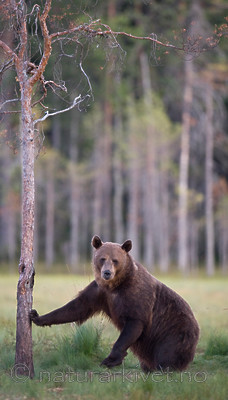 BB 10 0102 / Ursus arctos / Brunbjørn